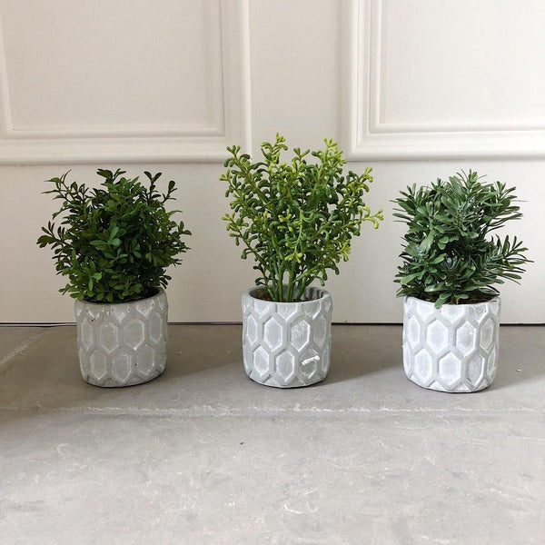 Mini Potted Plants - Set of 3 - The Irish Country Home