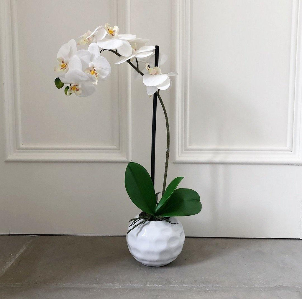 White Orchid in a Dimpled Pot 50cm - The Irish Country Home