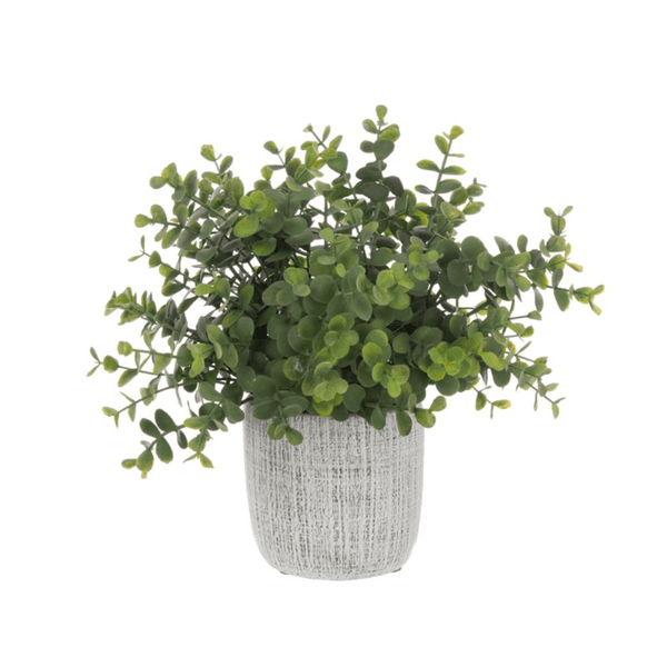 Small Eucalyptus in Textured Pot - The Irish Country Home