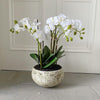 White Orchids in Clay Pot 47cm - The Irish Country Home