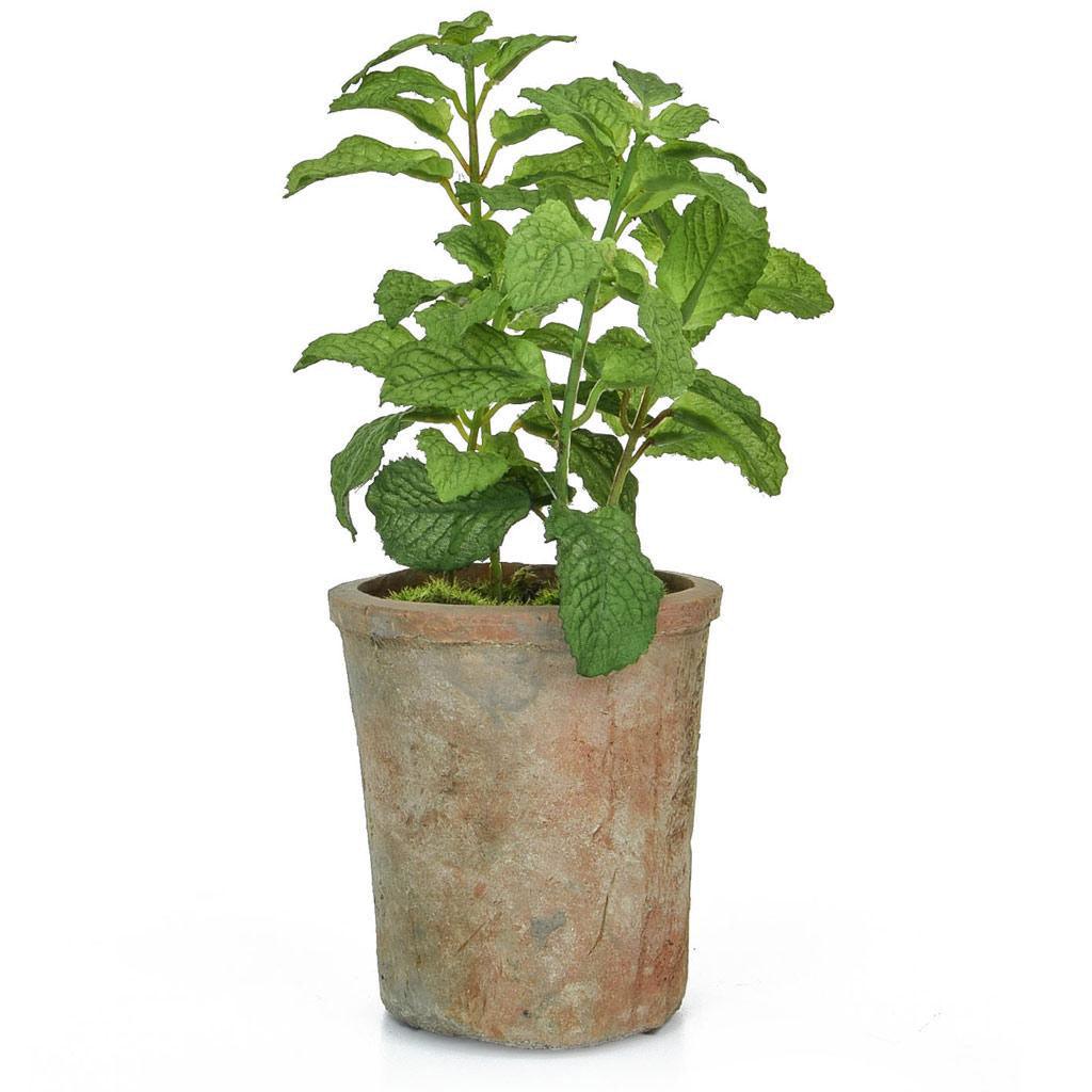 Pre Potted Mint Herb - The Irish Country Home