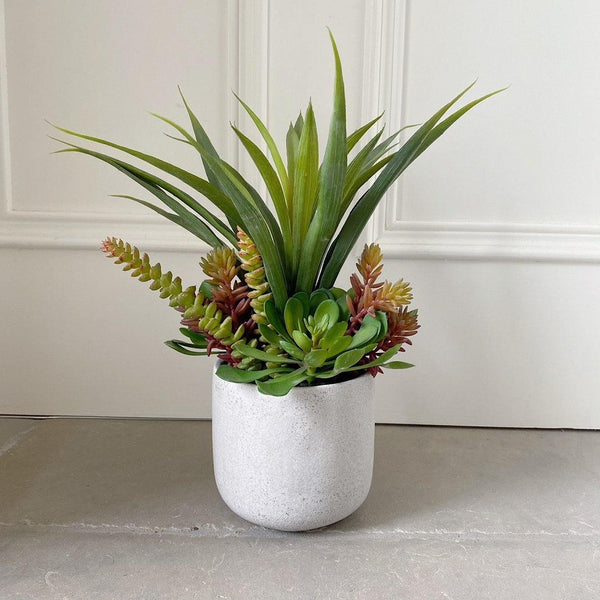 Mixed Succulent in Rustic Pot - The Irish Country Home