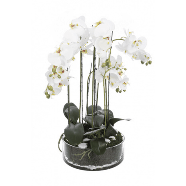 Orchid  In Glass Bowl - The Irish Country Home