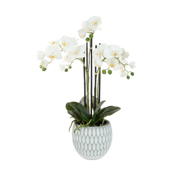 Orchid in Geo Pot 62cm - The Irish Country Home
