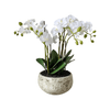 White Orchids in Clay Pot 47cm - The Irish Country Home